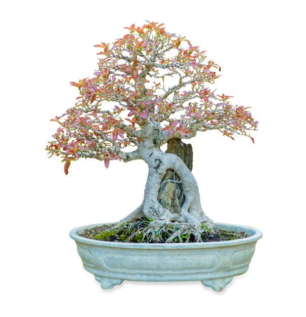 art asian background beautiful beauty big bonsai botanical botany branch china citrus cl