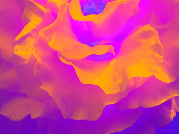 Art background of orange magenta rose petals closeup