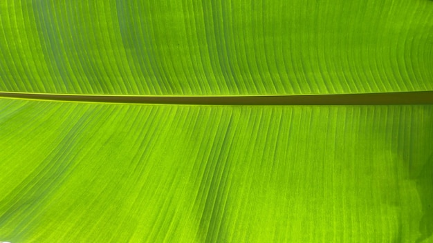 Art of banana leaf