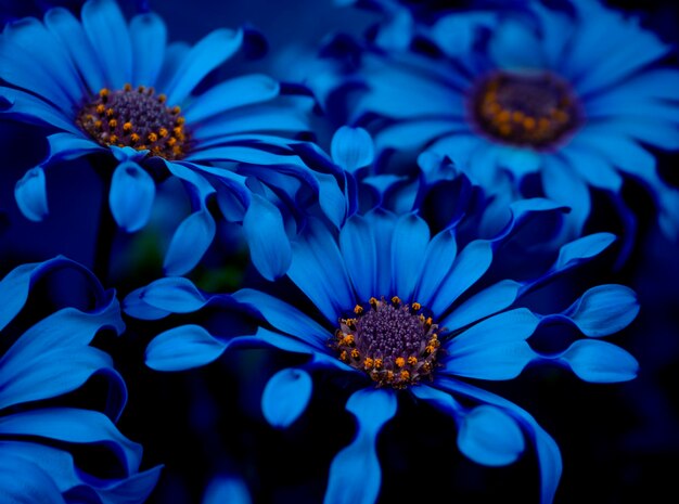 Art blue flowers Osteospermum close up