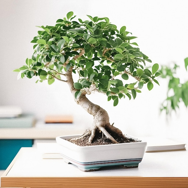 Art of Bonsai Unveiled Beginner's Guide with Stunning White Photograph of Ficus Bonsai