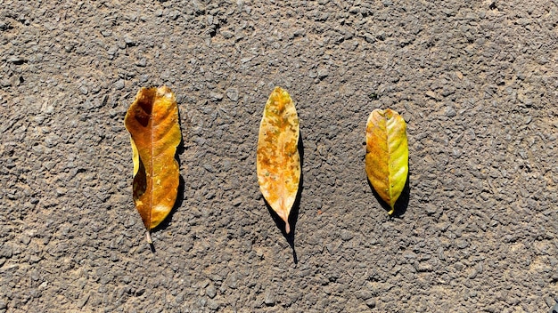 Art of fallen leaves on the road