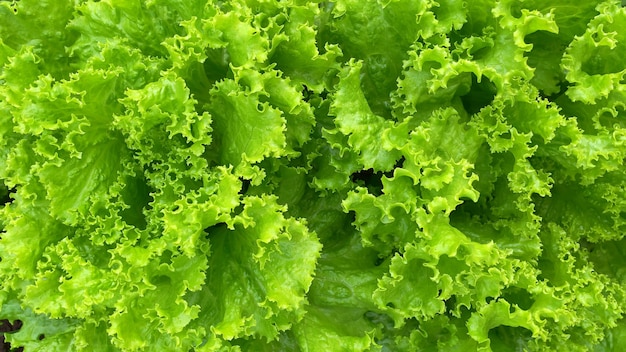 Art of lettuces