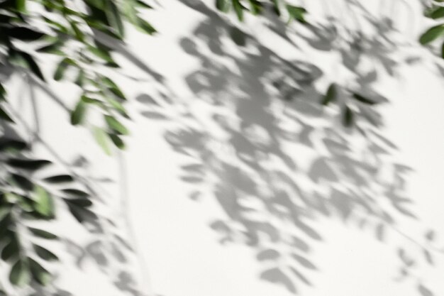 The Art of Nature Analyzing the Abstract Shadows of Tree Leaves on a White Wall