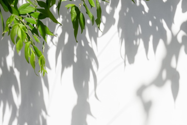 The Art of Nature Analyzing the Abstract Shadows of Tree Leaves on a White Wall