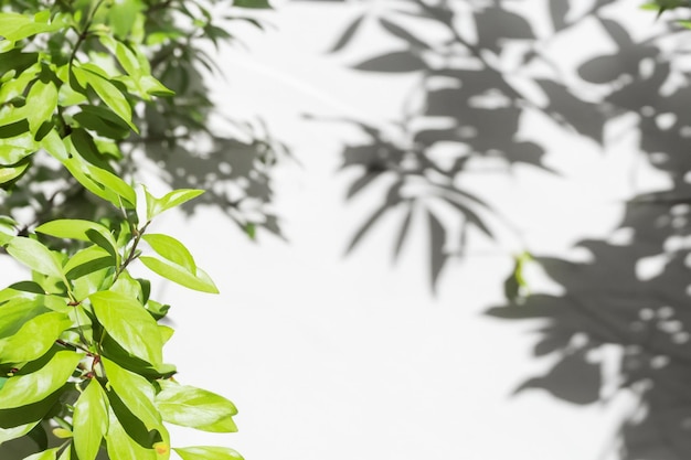 The Art of Nature Analyzing the Abstract Shadows of Tree Leaves on a White Wall