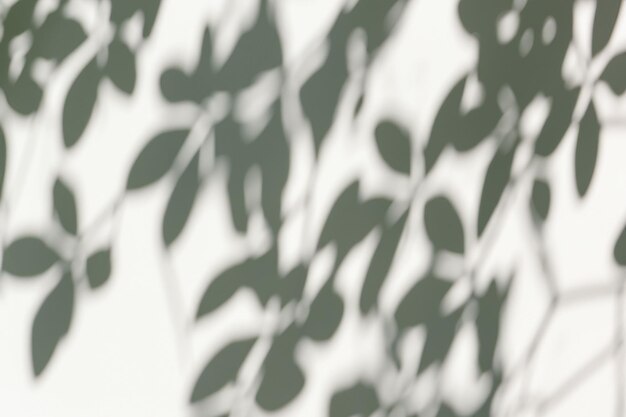 The Art of Nature Analyzing the Abstract Shadows of Tree Leaves on a White Wall