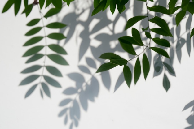 The Art of Nature Analyzing the Abstract Shadows of Tree Leaves on a White Wall