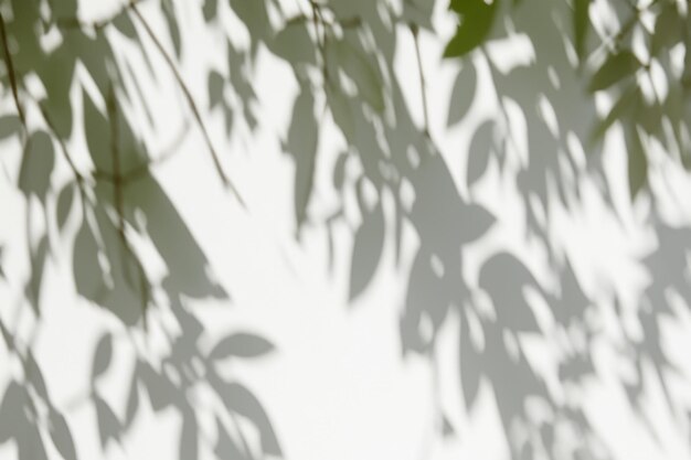 The Art of Nature Analyzing the Abstract Shadows of Tree Leaves on a White Wall