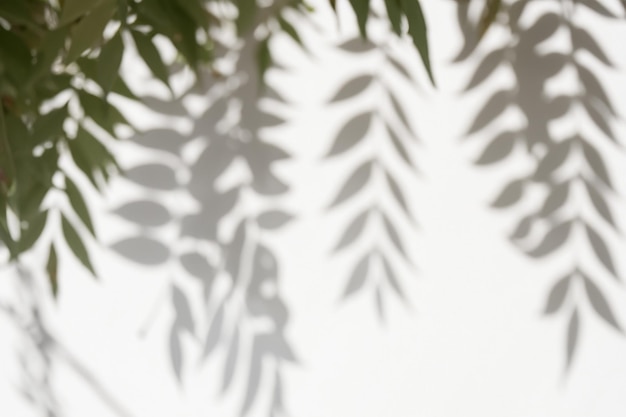 The Art of Nature Analyzing the Abstract Shadows of Tree Leaves on a White Wall