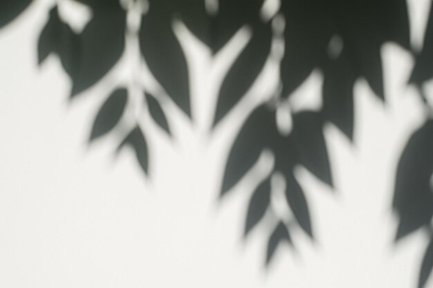 The Art of Nature Analyzing the Abstract Shadows of Tree Leaves on a White Wall