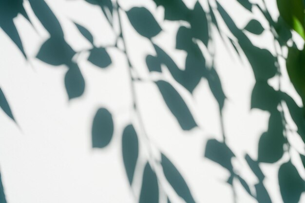 The Art of Nature Analyzing the Abstract Shadows of Tree Leaves on a White Wall