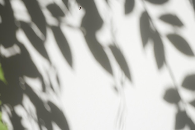 The Art of Nature Analyzing the Abstract Shadows of Tree Leaves on a White Wall