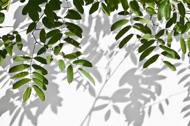 The Art of Nature Analyzing the Abstract Shadows of Tree Leaves on a White Wall