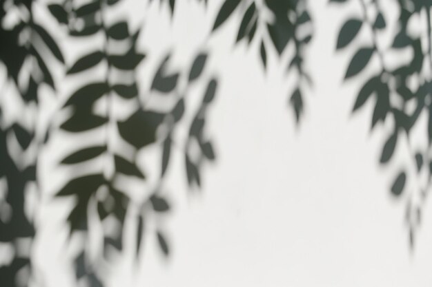 The Art of Nature Analyzing the Abstract Shadows of Tree Leaves on a White Wall