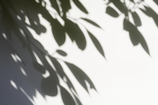 The Art of Nature Analyzing the Abstract Shadows of Tree Leaves on a White Wall