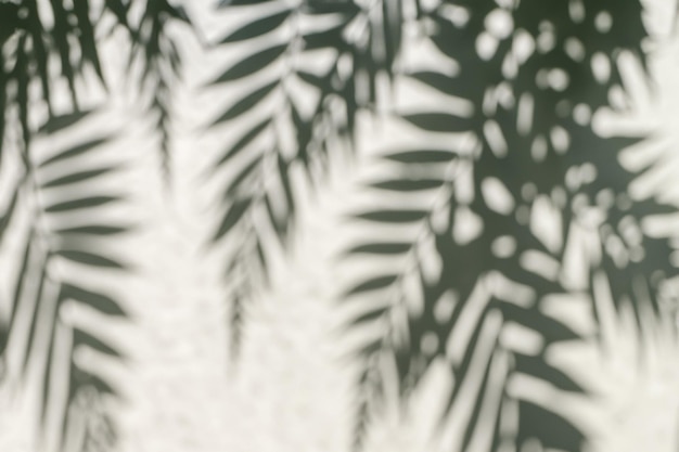 The Art of Nature Analyzing the Abstract Shadows of Tree Leaves on a White Wall