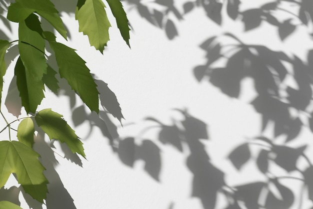 The Art of Nature Analyzing the Abstract Shadows of Tree Leaves on a White Wall