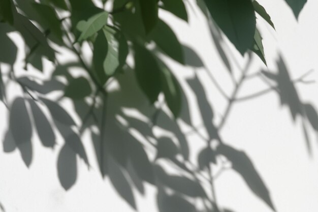 The Art of Nature Analyzing the Abstract Shadows of Tree Leaves on a White Wall