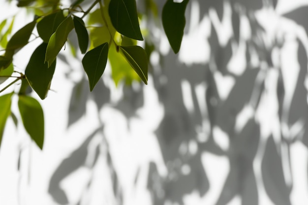 The Art of Nature Analyzing the Abstract Shadows of Tree Leaves on a White Wall