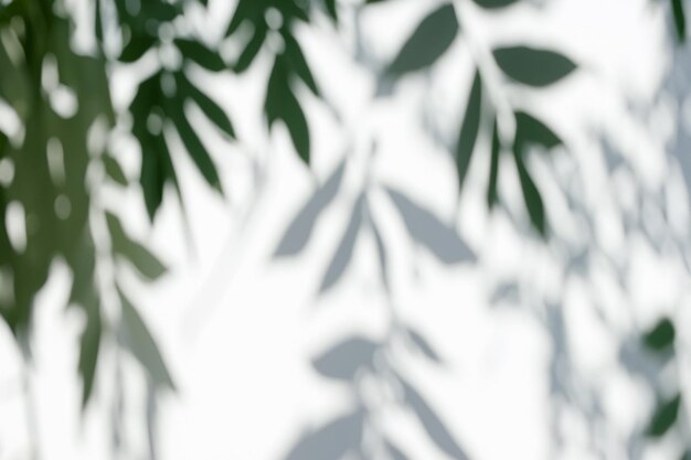 The Art of Nature Analyzing the Abstract Shadows of Tree Leaves on a White Wall