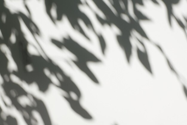 The Art of Nature Analyzing the Abstract Shadows of Tree Leaves on a White Wall