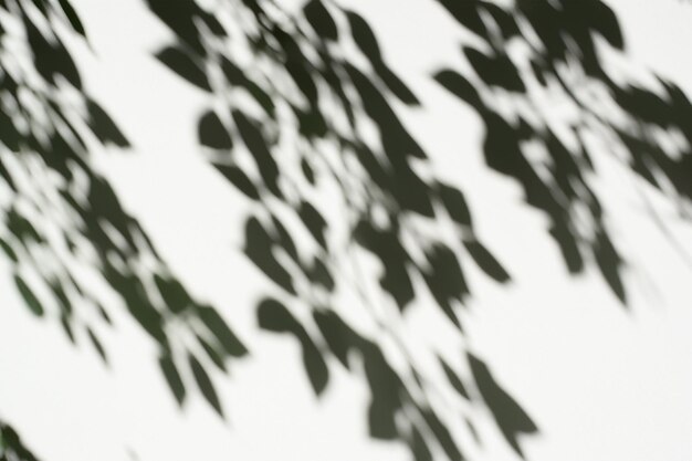 Photo the art of nature analyzing the abstract shadows of tree leaves on a white wall