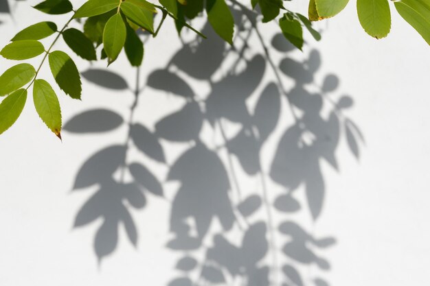 The Art of Nature Analyzing the Abstract Shadows of Tree Leaves on a White Wall