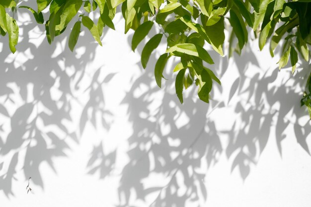 The Art of Nature Analyzing the Abstract Shadows of Tree Leaves on a White Wall