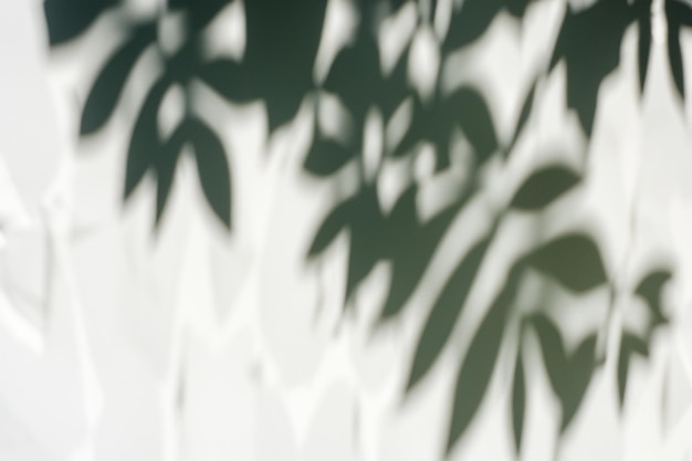 The Art of Nature Analyzing the Abstract Shadows of Tree Leaves on a White Wall