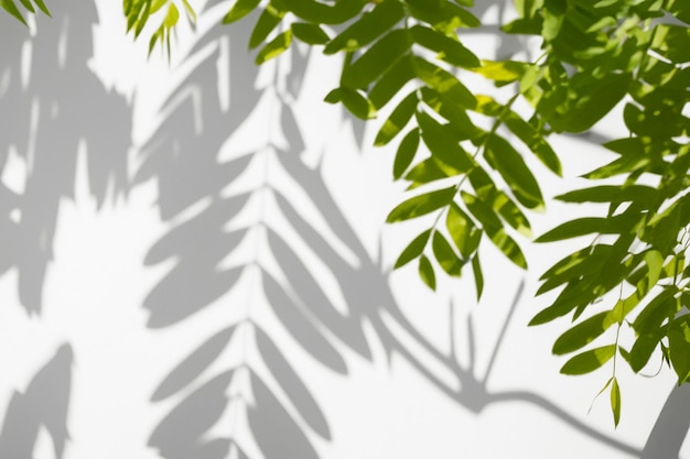 The Art of Nature Analyzing the Abstract Shadows of Tree Leaves on a White Wall