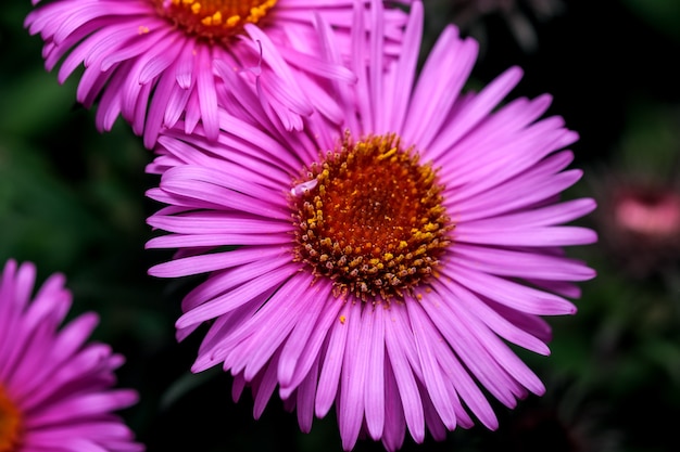 Art postcard macro photography autumn flower in pink and green colors