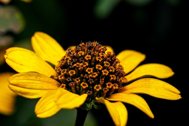 Art postcard macro photography autumn flower in yellow and green colors on a dark background