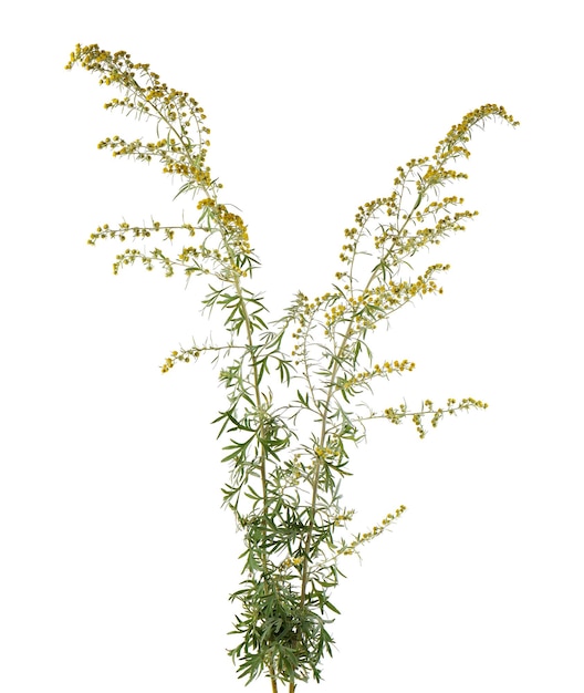 Artemisia vulgaris isolated on white background Common mugwort flowers Herbal medicine Clipping path