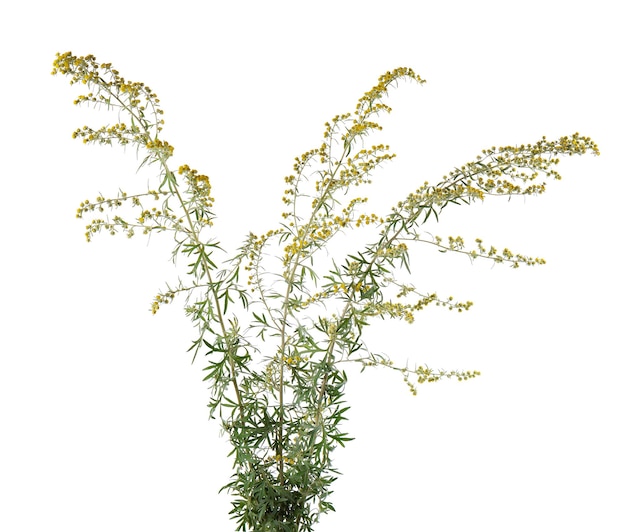 Artemisia vulgaris isolated on white background Common mugwort flowers Herbal medicine Clipping path