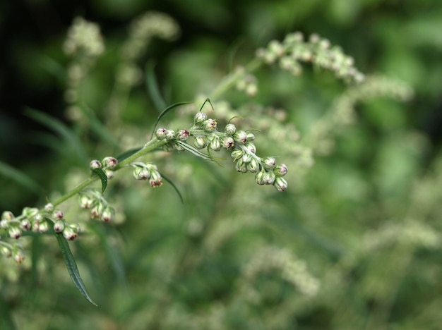 Artemisia vulgaris mugwort common wormwood Flowering of bitter grass