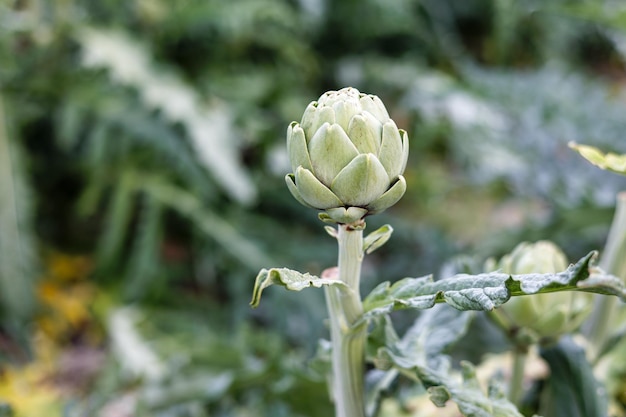 Artichokes growing in an agricultural field healthy eating