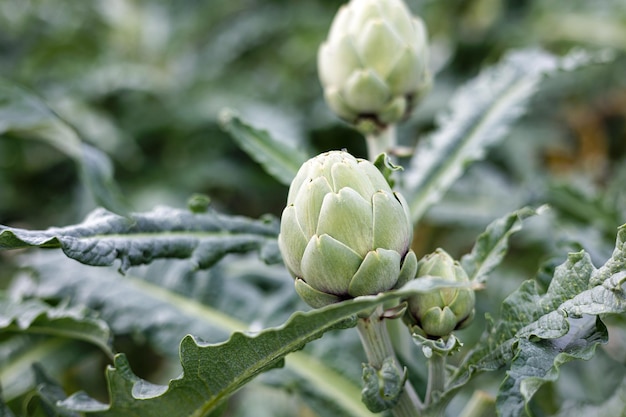 Artichokes growing in an agricultural field healthy eating