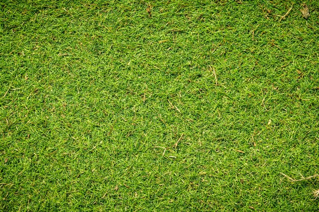 Artificial green grass texture can be use as background