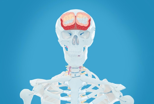 Artificial human skeleton model on light blue background Medical scan of brain