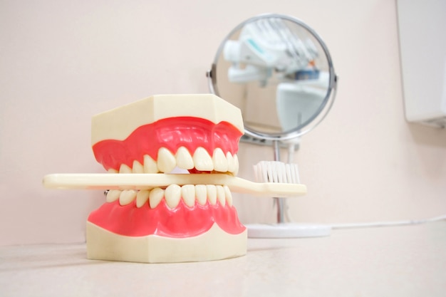 Artificial jaw and toothbrush in dental office.