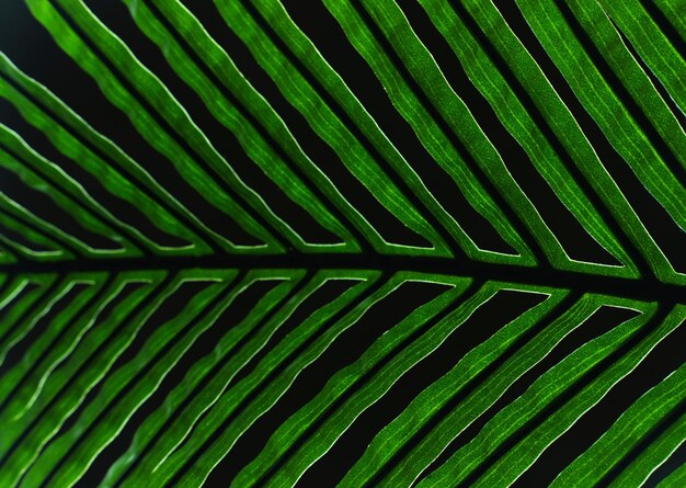 Artificial palm leaf on a black background Abstraction