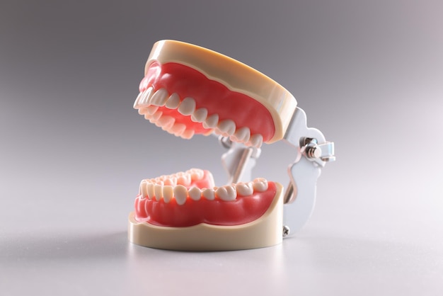 Artificial plastic model of human jaw on gray background closeup