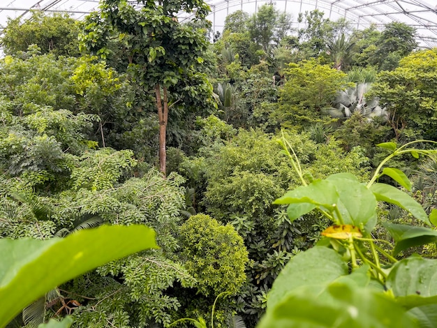 The artificial rainforest in Zurich Zoo