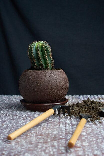 Artificial succulent plant in ceramic pot on counter with garden tools beside gray wall