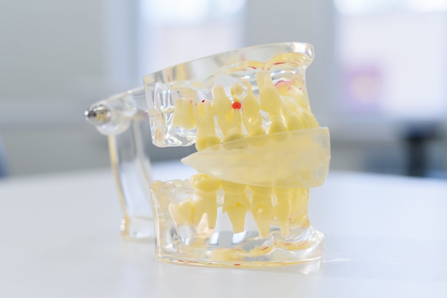 Artificial transparent jaw lies on the table