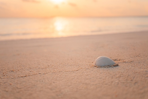 Artistic beach view white shell with blurred sea and peaceful nature Amazing relax peace zen nature