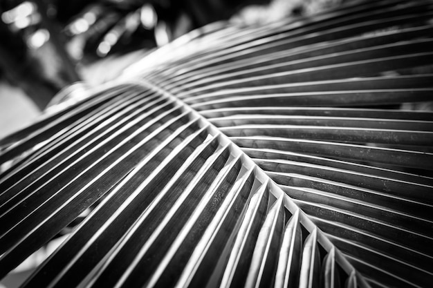 Artistic black and white concept of palm leaves with rain drops and soft sunset sunlight bright drak