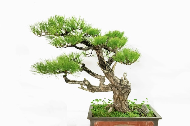 Artistic Chinese potted green plants on a white background