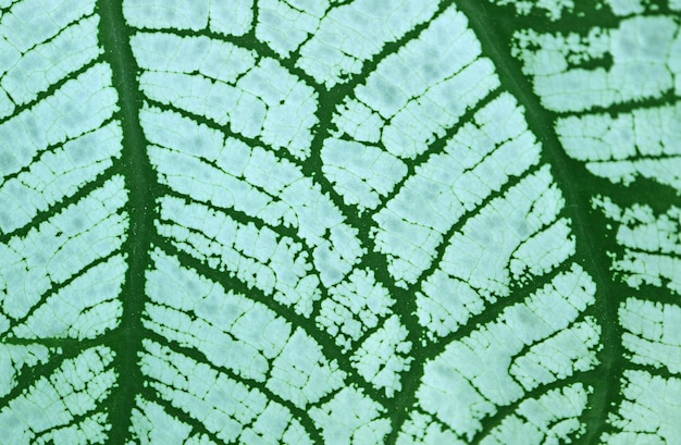 Artistic Pattern of white and Green Angel Wings Caladium Leaf